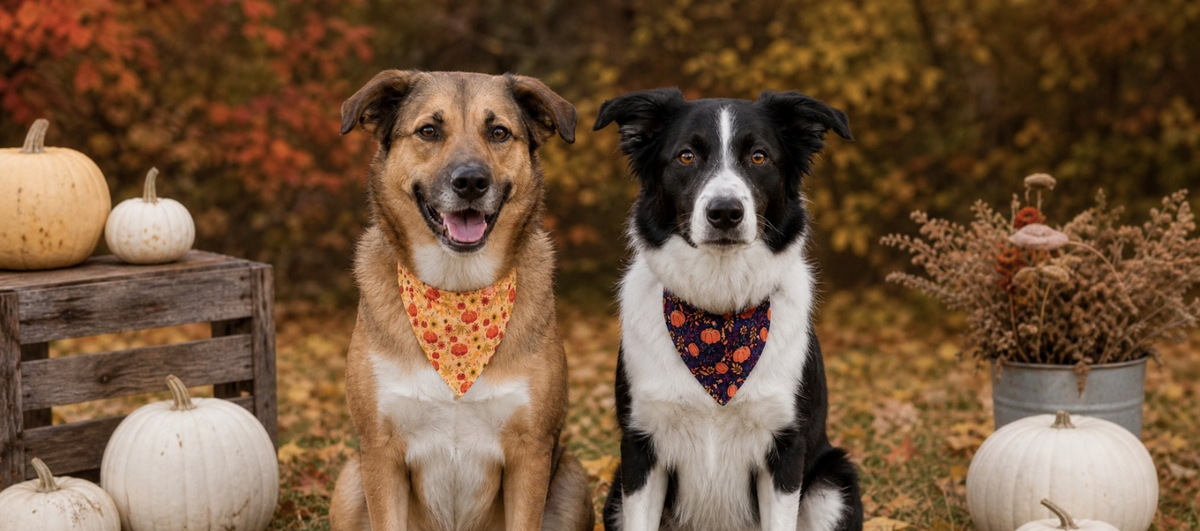 two dogs one tan one black and white outside with fall leaves and weather and pumpkins wearing pet bandanas by the brand 'buckle-down' with autumn florals and pumpkins