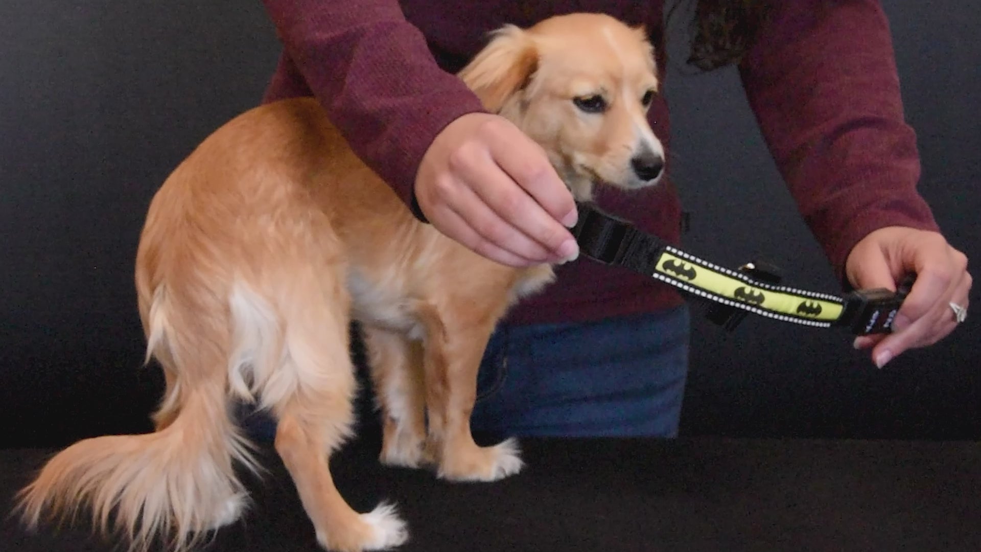 Cargar vídeo: DC Comics Collar, Light Up, Batman Bat Logo Light Up Dog Collars DC Comics