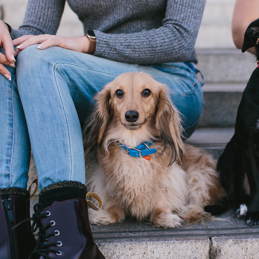 Vegan Leather Dog Collar - Superman Blue with Shield Embellishments & Metal Charm Imported PU Collars DC Comics   