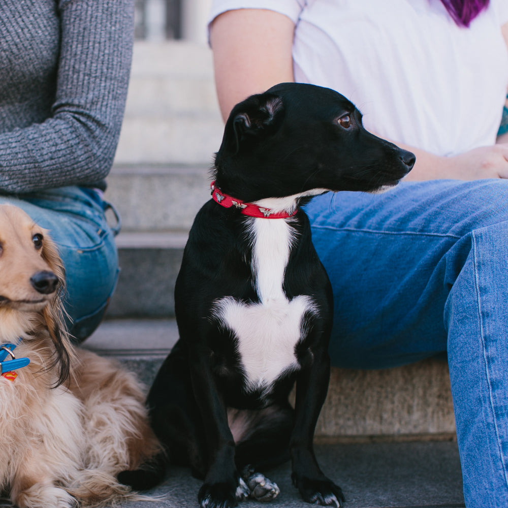 Vegan Leather Dog Collar - Wonder Woman Red with WW Icon Embellishments & Metal Charm Imported PU Collars DC Comics   