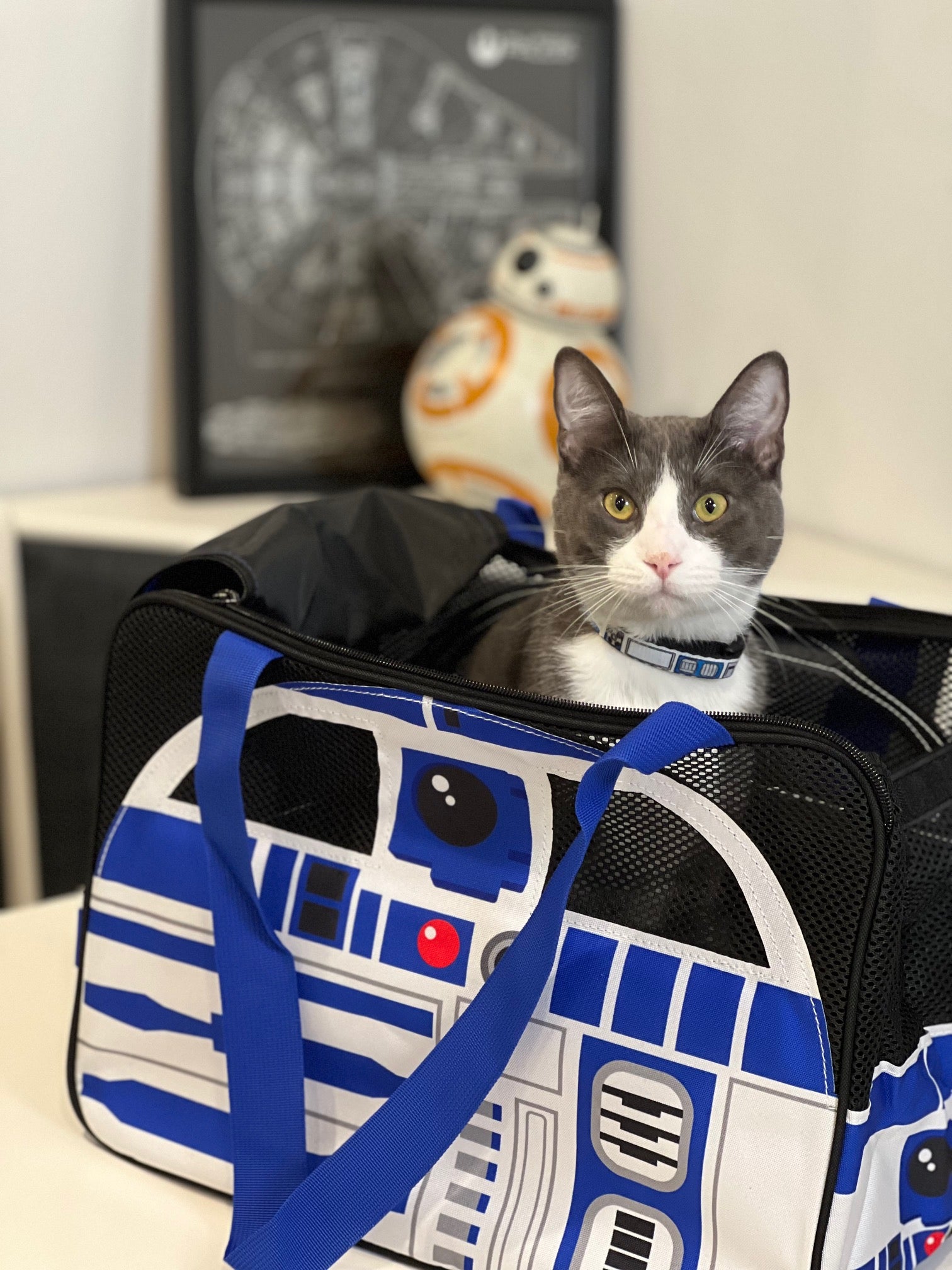 Buckle-Down Pet Carrier - Star Wars R2-D2 Pet Carriers Star Wars   